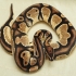 Orange Dream Het Pied (Male)