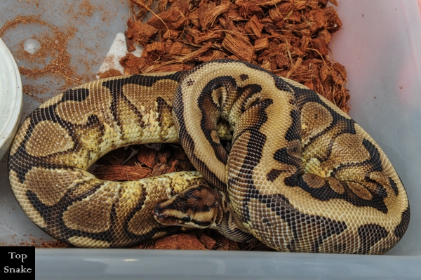 Anthracite HGW Granite DBL het Albino Pied (Female)