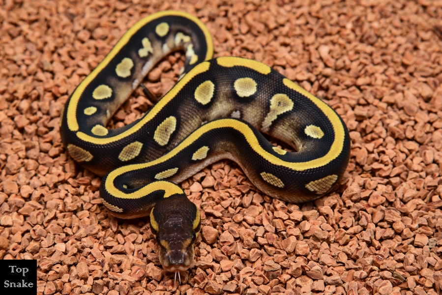 Red Stripe Yellowbelly Mojave