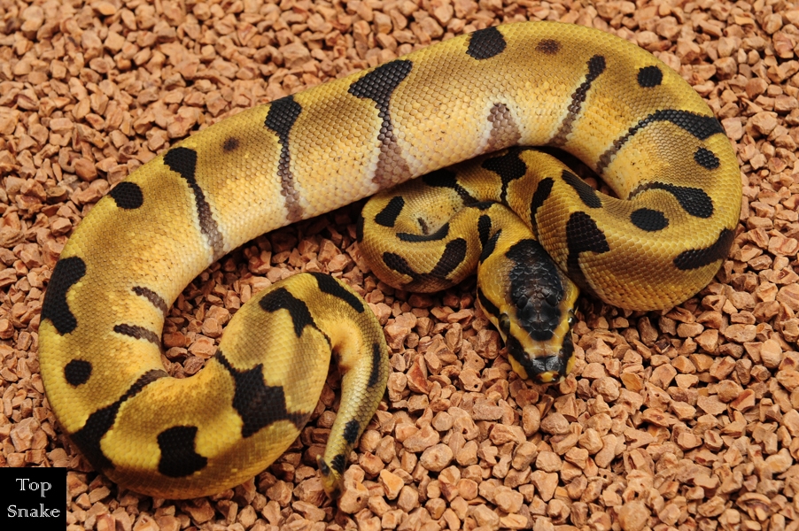 Super Enchi Leopard 50% double het Desert Ghost Clown (Male)