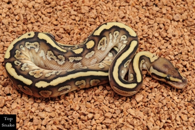 Butter Furrow Bling Yellowbelly het Clown (Male)