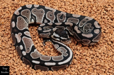 Axanthic (Female)