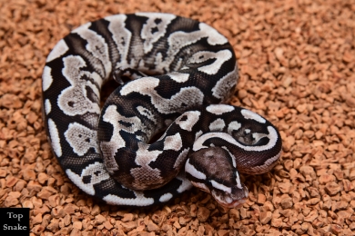 Fire Yellowbelly Axanthic (Female)