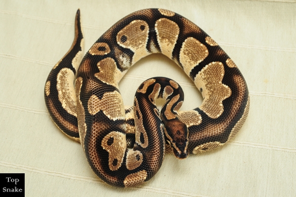 Orange Dream Het Pied (Male)