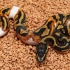 Leopard Pied (Prob Orange Dream) 50% het Clown (Female)