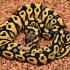 On Special: Bling Yellow Belly Pastel Het Clown