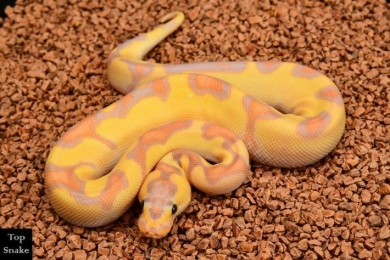 On Special: Coral Glow Enchi Blade Clown