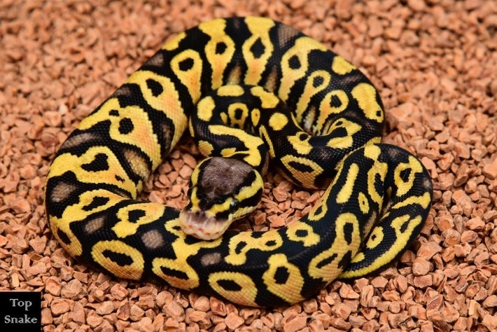 On Special: Bling Yellow Belly Pastel Het Clown