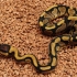 Red Star (Red Stripe Yellowbelly) het Desert Ghost (Male)