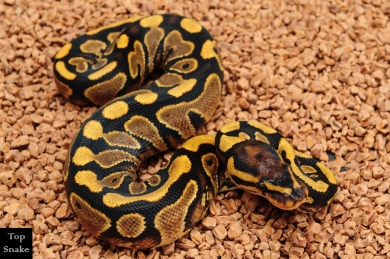 Bling Yellowbelly het Clown (Female)