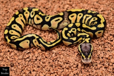 On Special: Yellow Belly Pastel Het Clown