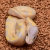 On Special: Super Coral Glow Het Clown (Female Maker)