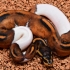 Black Nightmare Pied (female)