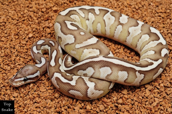 Butterfly Orange Dream Axanthic (Female)