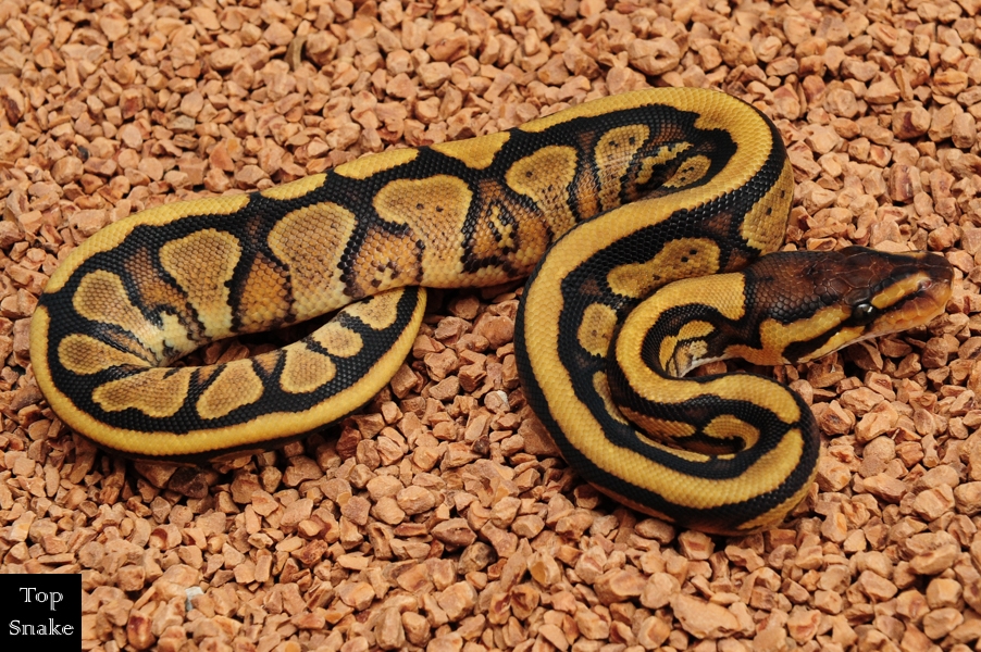 Red Star (Red Stripe Yellowbelly) het Desert Ghost (Male)