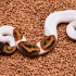 "Bad Boy Emoji" Pied het Albino (Male)