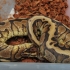 Anthracite HGW Granite DBL het Albino Pied (Female)