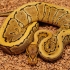 Bling Yellow Belly Pinstripe Het Clown (Female)