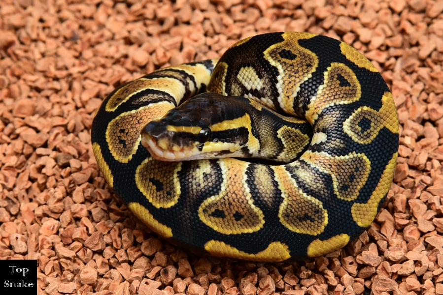 Double het Albino Pied