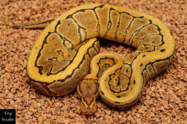 Bling Yellow Belly Pinstripe Het Clown (Female)