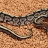 Black Pastel HGW Yellowbelly (Pos Anthracite) het Axanthic (Female)