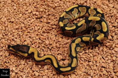 Red Star (Red Stripe Yellowbelly) het Desert Ghost (Male)