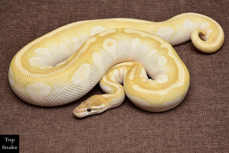 Crystal (Special Mojave) PB (Male)