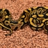 On Special: Bling Yellow Belly Leopard Het Clown