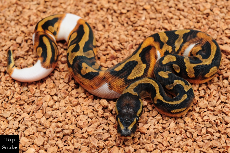 Leopard Pied (Prob Orange Dream) 50% het Clown (Female)