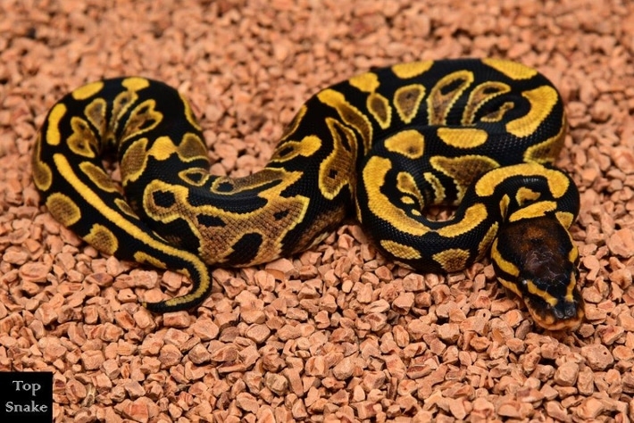 On Special: Bling Yellow Belly Leopard Het Clown