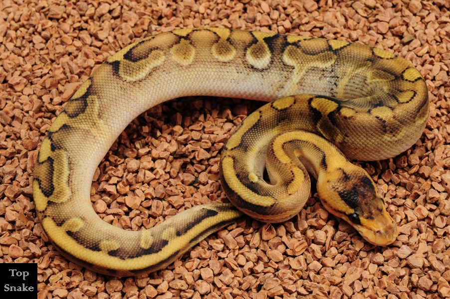 Leopard Enchi Champagne 50% double het Desert Ghost Clown (Male)