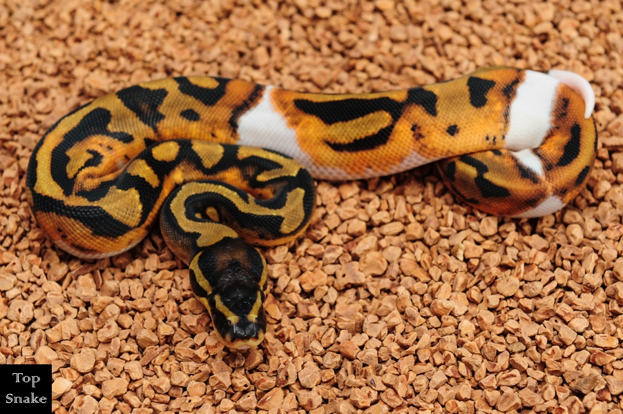 Orange Dream Leopard Pied 50% het Clown (Female)