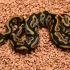 Leopard double het Albino