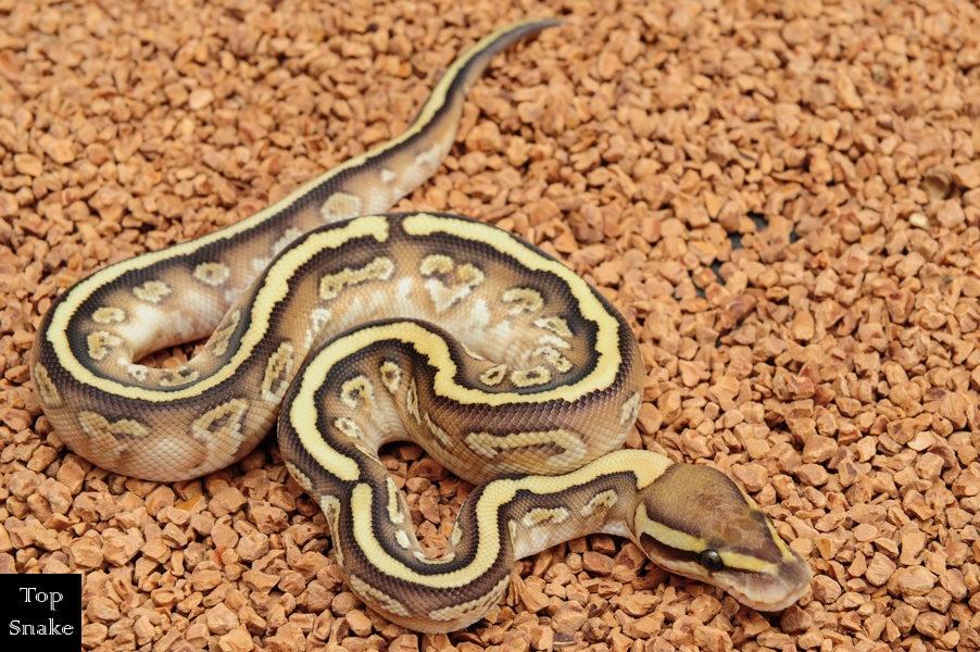 Butter Furrow Bling Yellowbelly het Clown (Male)