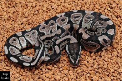 Axanthic (Female)