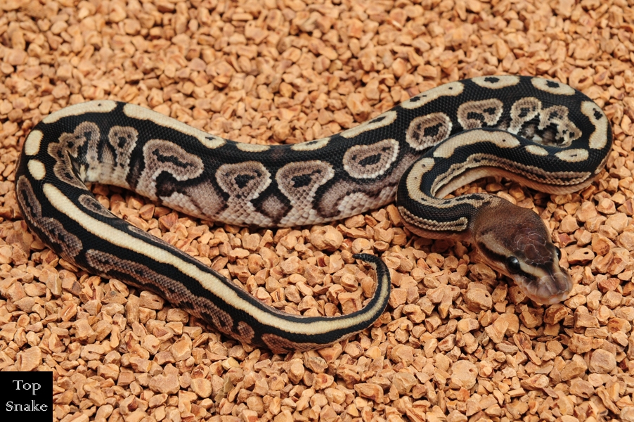 Black Pastel HGW Yellowbelly (Pos Anthracite) het Axanthic (Female)