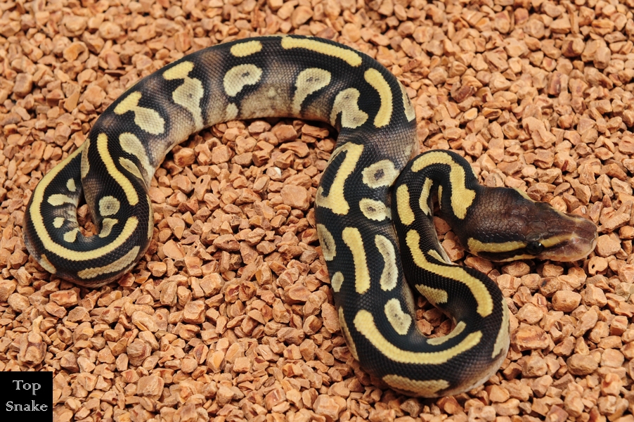 Red Stripe Yellowbelly Mojave (pos leopard) het Desert Ghost (Female)