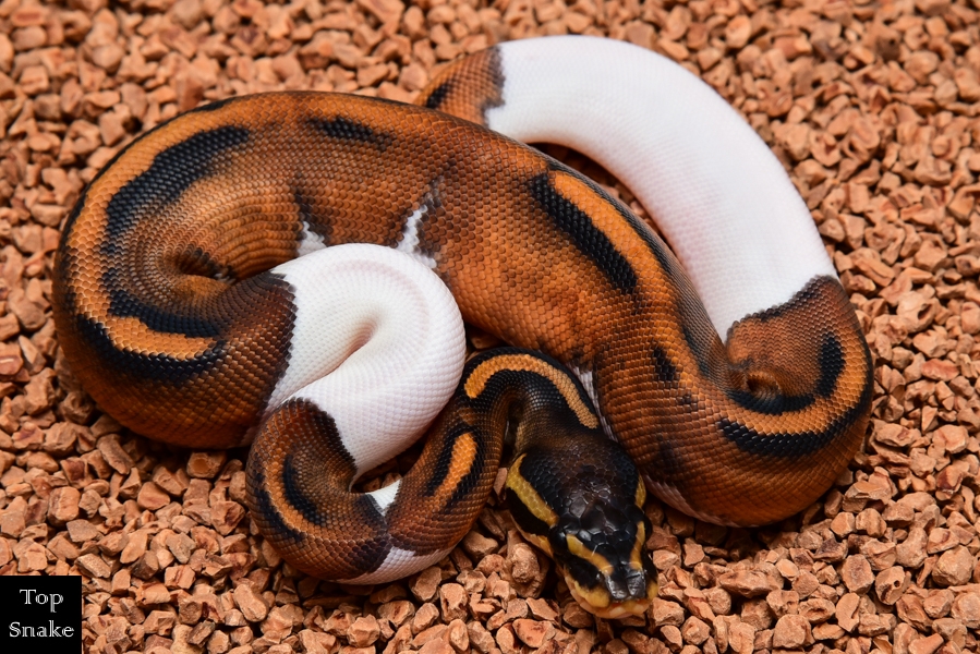 Black Nightmare Pied (female)