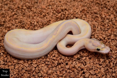 Bling Ivory Het Clown