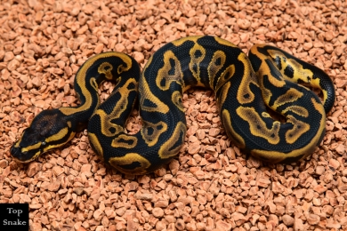 Leopard double het Albino