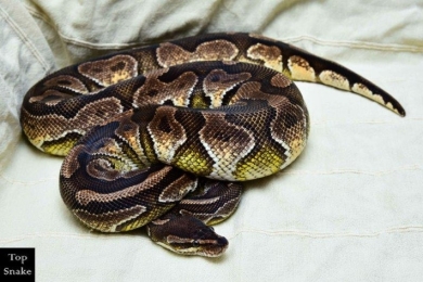 Cinnamon Enchi (ALS) (PB)