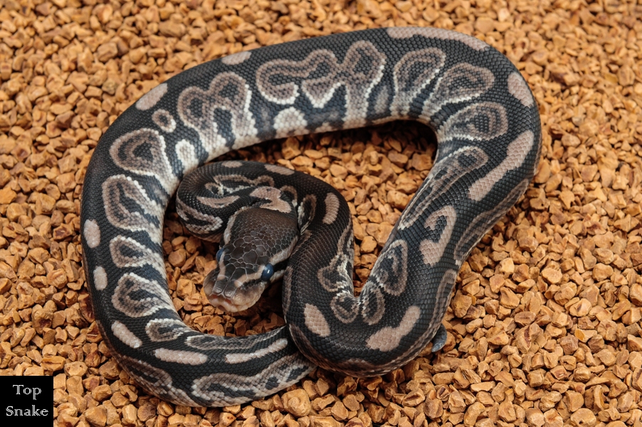 Black Pastel Axanthic (Male)