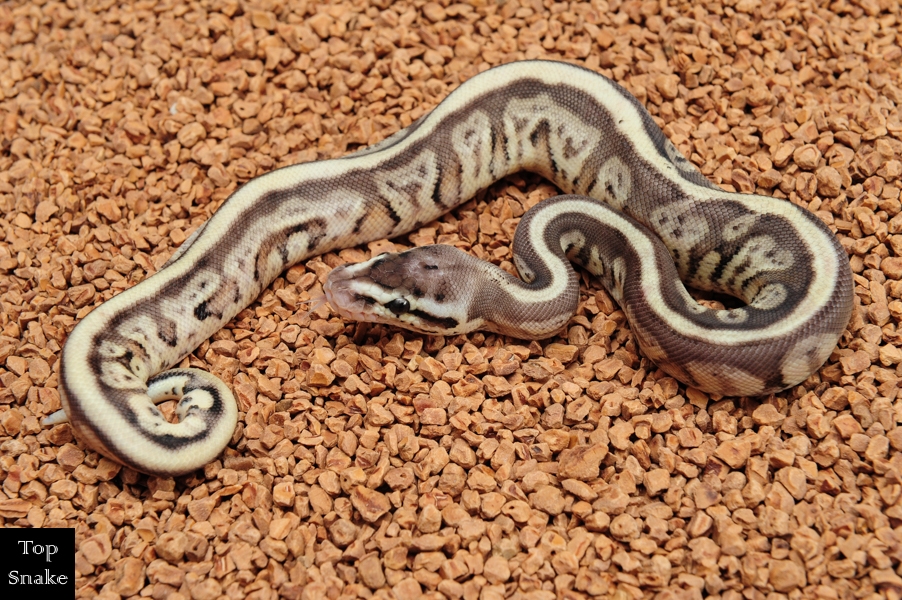 Leopard HGW Lemon Pastel Yellowbelly Granite (pos Anthracite) het Axanthic (Male)