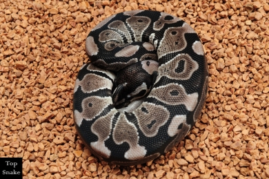 Axanthic (Male)