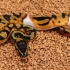 Orange Dream Leopard Pied 50% het Clown (Female)