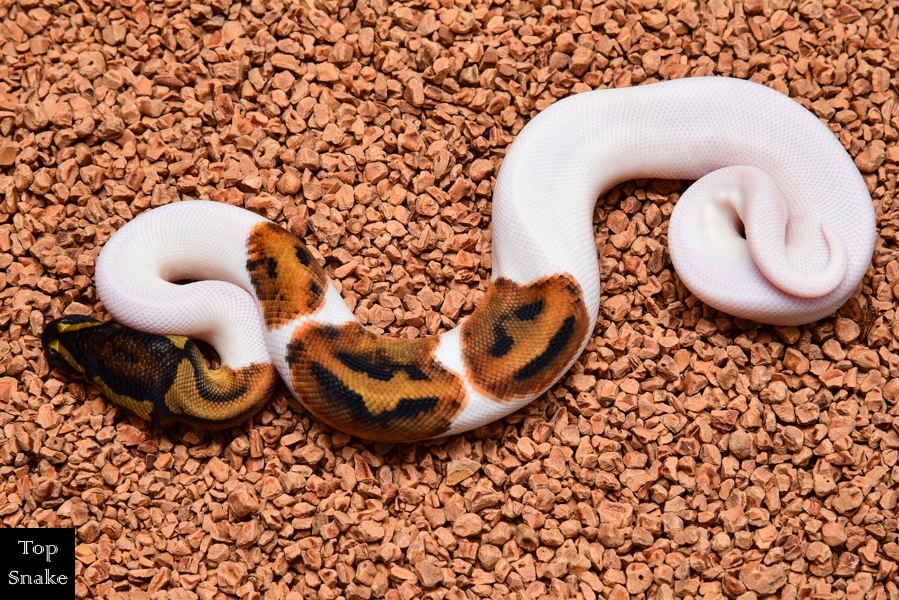 "Bad Boy Emoji" Pied het Albino (Male)