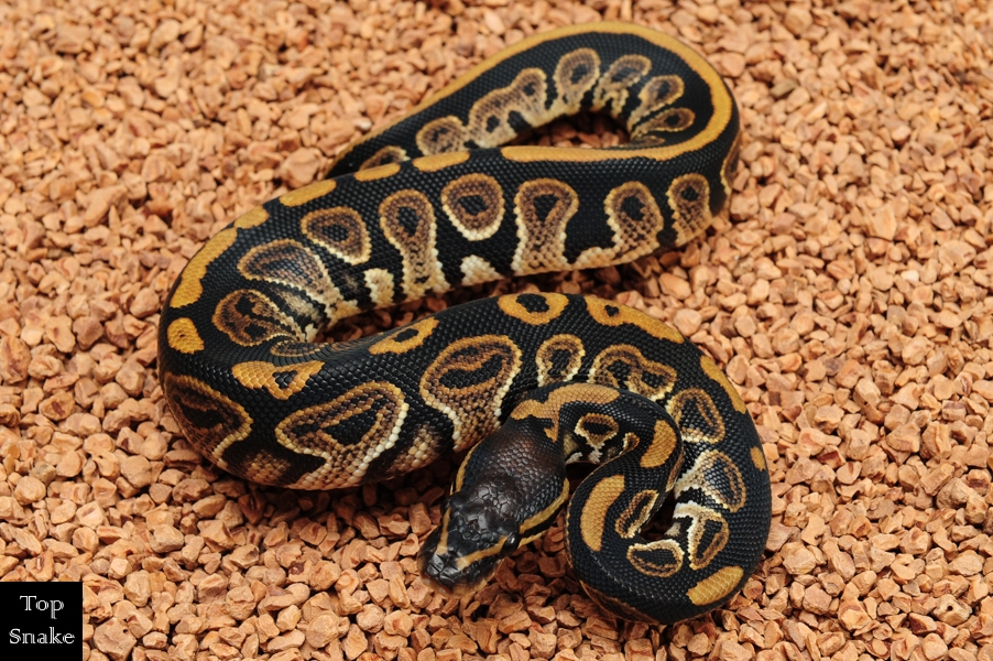 Satin Black Pastel VPI 66% het Pied (Male)