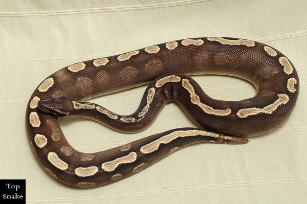 GHI Mojave PB (Male)