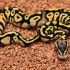 On Special: Yellow Belly Pastel Het Clown