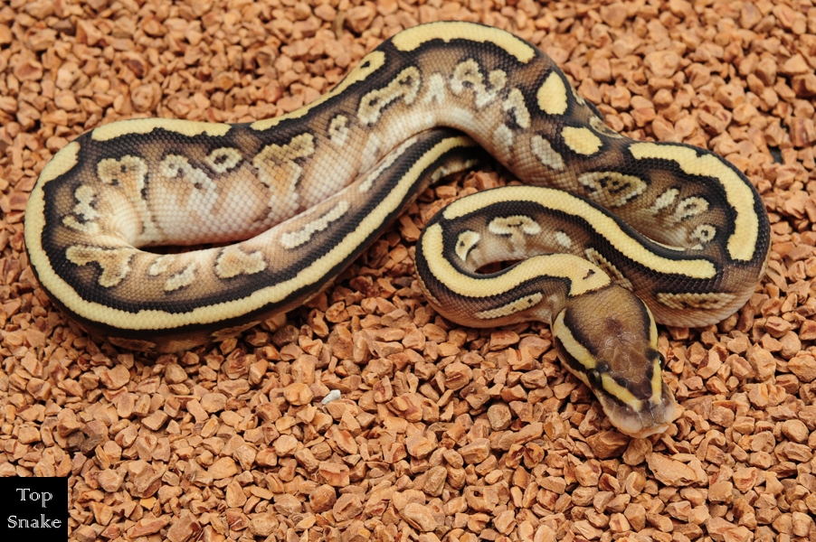 24B10b